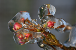 Lutte contre le gel par aspersion - Verger de poirier, Lanxade (24) : 10/03/2021